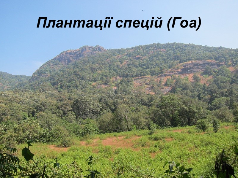 Плантації спецій (Гоа)